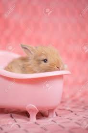 Wrap baby in a towel. Adorable Young Baby Rabbit In Pink Bath Tub As Taking A Bath On Pink Cloth As Background 3 Weeks Old Little Fluffy Bunny Stock Photo Picture And Royalty Free Image Image 93435156
