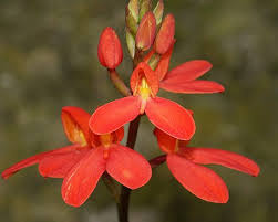 Image result for Disa woodii