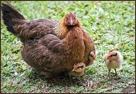 Kauai Wild Hen And Chicks Hens And Chicks Raising Chicks Wild Chicken