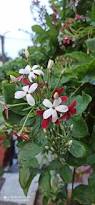 Image result for Combretum indicum