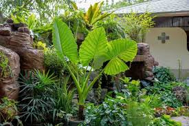 Image result for Alocasia odora