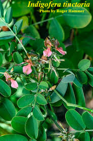 Image result for Indigofera longistaminata