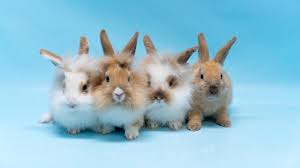 Image result for bunny