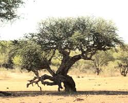 Image result for Boscia albitrunca