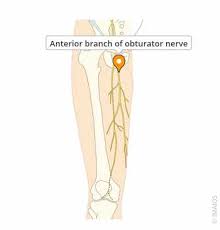 Image result for Obturator Sign