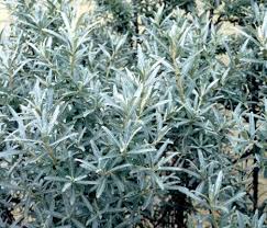 Image result for Hippocratea buchananii