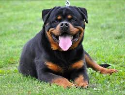 We did not find results for: Find Rottweilers For Rescue In Washington At King Rottweilers Our Rottweiler Puppies Are Well Mannered And That Rottweiler Dog Rottweiler Rottweiler Dog Breed