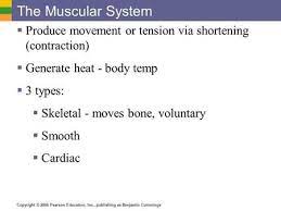 The Muscular System Produce Movement Or Tension Via Shortening Contraction Generate Heat Body Temp 3 Ty Muscular System Types Of Muscles Muscle Contraction