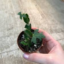 Image result for Cissus quadrangularis