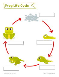 Label The Life Cycle Of The Frog Primarylearning Org Frog Life Cycle Printable Frog Life Cycle Anchor Chart Lifecycle Of A Frog