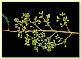 Image result for Eucalyptus cloeziana