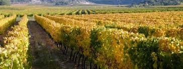 The curicó valley boasts a viticulture tradition that dates back to the 19th century. Tours In Curico Valley Patagonia Chile Adventures