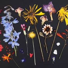 As with the conventional technique, you'll want to start by it's possible to use silica cat litter to dry flowers. How To Dry Flowers Blog Flamenco Flowers