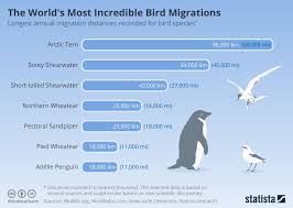 Infographic The World S Most Incredible Bird Migrations Bird Migration Bird Species The Incredibles