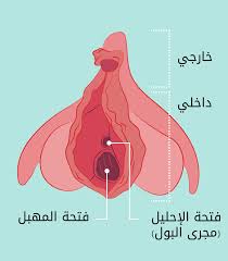 الفرج والأعضاء الخارجية - الحب ثقافة