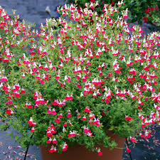 Pin On Garden Club