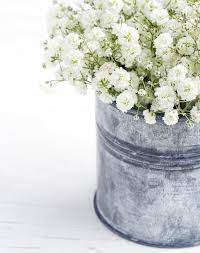 28 Cat Friendly Plants That Are Safe For Your Furry Friend Cat Friendly Plants Babys Breath Flowers Babys Breath