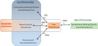 Sex Hormone Binding Globulin An Overview Sciencedirect