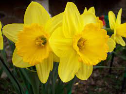 Google Image Result For Http Upload Wikimedia Org Wikipedia En 4 4c Yellow Flower Jpg Daffodil Bulbs Daffodils Yellow Daffodils