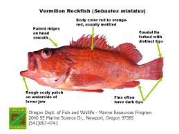 Odfw Finfish Species Rockfish