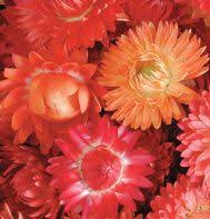 Apricot Peach Mix Strawflower Seed Johnny S Selected Seeds Flower Seeds Garden Seeds Flowers