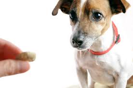 What you need to know about CBD oil and your pets