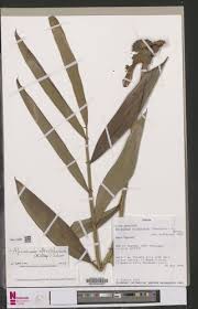 Image result for Aframomum alboviolaceum