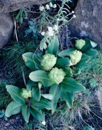 Image result for Hesperantha longicollis