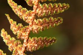 Image result for Asplenium cordatum