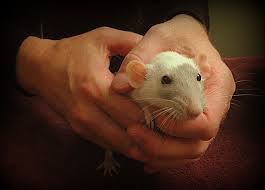 If you suspect that your hamster has mites, then it needs to. External Parasites About Pet Rats