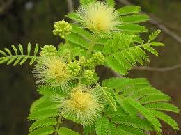 Image result for Albizia zimmermannii