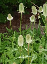 Image result for Dipsacus pinnatifidus