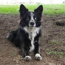 How will the border aussie puppies adjust to you? Is The Border Collie Australian Shepherd Mix One Of The Perfect Dogs K9 Web