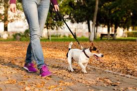 It then moves upward when it relaxes after the dog exhales. Why Do Dogs Get Hiccups