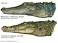 Image of How fast can alligators run?