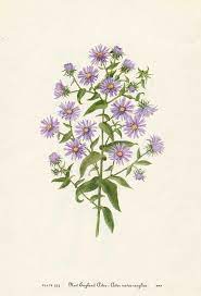 Vintage 1953 New England Aster Flower Botanical Floral Print For Framing American Wildflower Aster Flower Tattoos Aster Flower Flower Drawing