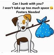 We work with a group of dedicated fosters to ensure that the dogs are getting the love and care that they need. House Of Paws Dog Rescue Houseofpawsdog1 Twitter