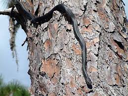 Check spelling or type a new query. How To Get Rid Of A Black Racer Snake Florida Wildlife Removal Services Of Florida