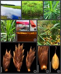 Image result for Cyperus cuspidatus