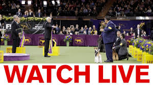 We're happy to have you, but please keep in mind the rules of the subreddit. Westminster Kennel Club Introduces New Breed For 2020 Dog Show Youtube