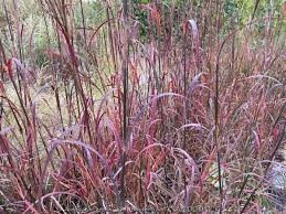 Image result for Andropogon ligulatus