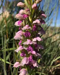 Image result for Brachycorythis lastii