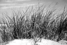 Restoration And Management Of Coastal Dune Vegetation Nc State Extension Publications