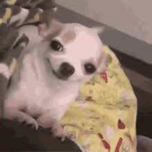 I had such fun with our last meme collection post that i. Chihuahua Gifs Tenor