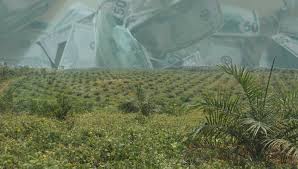 But actually result in undermined public. Kuramo Capital Management Embroiled In A Legal Battle Over Ownership Of Phc Oil Palm Plantations In The Drc The Oakland Institute