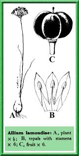 Image result for Alliaceae