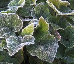 Image result for Nidorella ivifolia