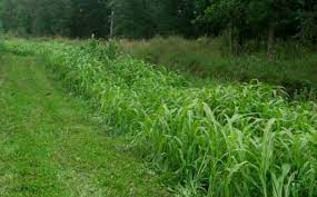 Northwoods Whitetails Whitetail Habitat Solutions