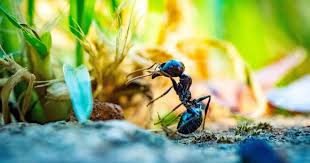 Ants are opportunists and will, therefore, take advantage of a weakened colony. How To Get Rid Of Ants In Grass Naturally Once And For All Lawn Chick