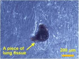 We did not find results for: Abstracts From The 26th European Society For Animal Cell Technology Meeting Cell Culture Technologies Bridging Academia And Industry To Provide Solutions For Patients Bmc Proceedings Full Text